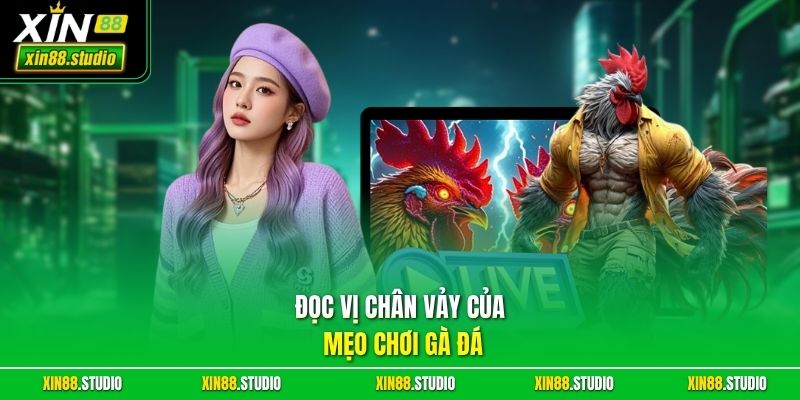 Đọc vị chân vảy của mẹo chơi gà đá 