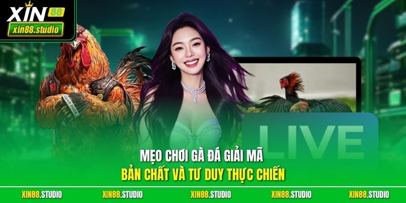 Mẹo chơi gà đá giải mã bản chất và tư duy thực chiến 